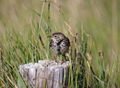  Animaux Moineau