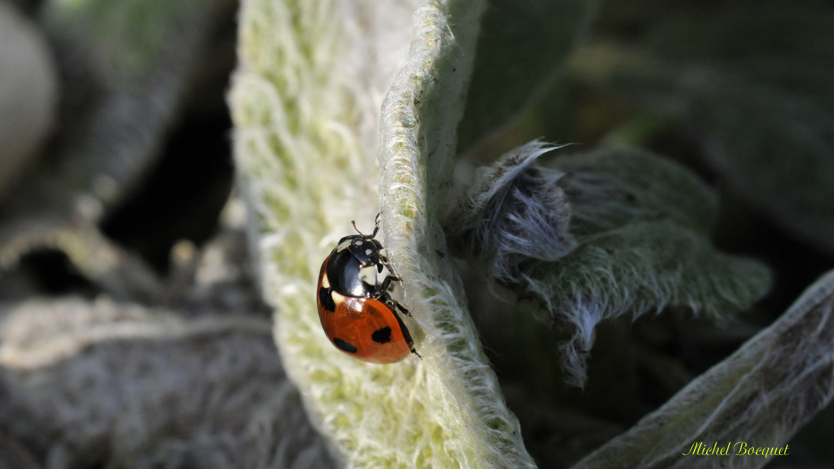 Fonds d'cran Animaux Insectes - Coccinelles Une coccinelle