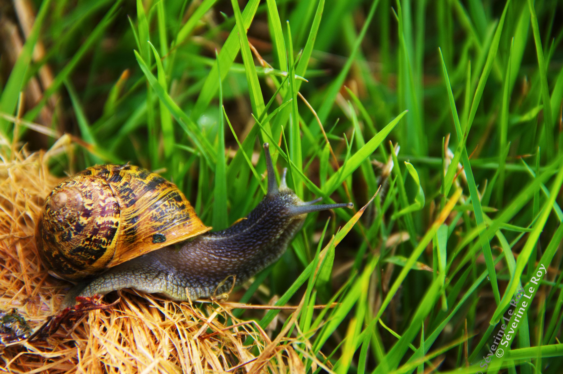 Fonds d'cran Animaux Escargots - Limaces escargot