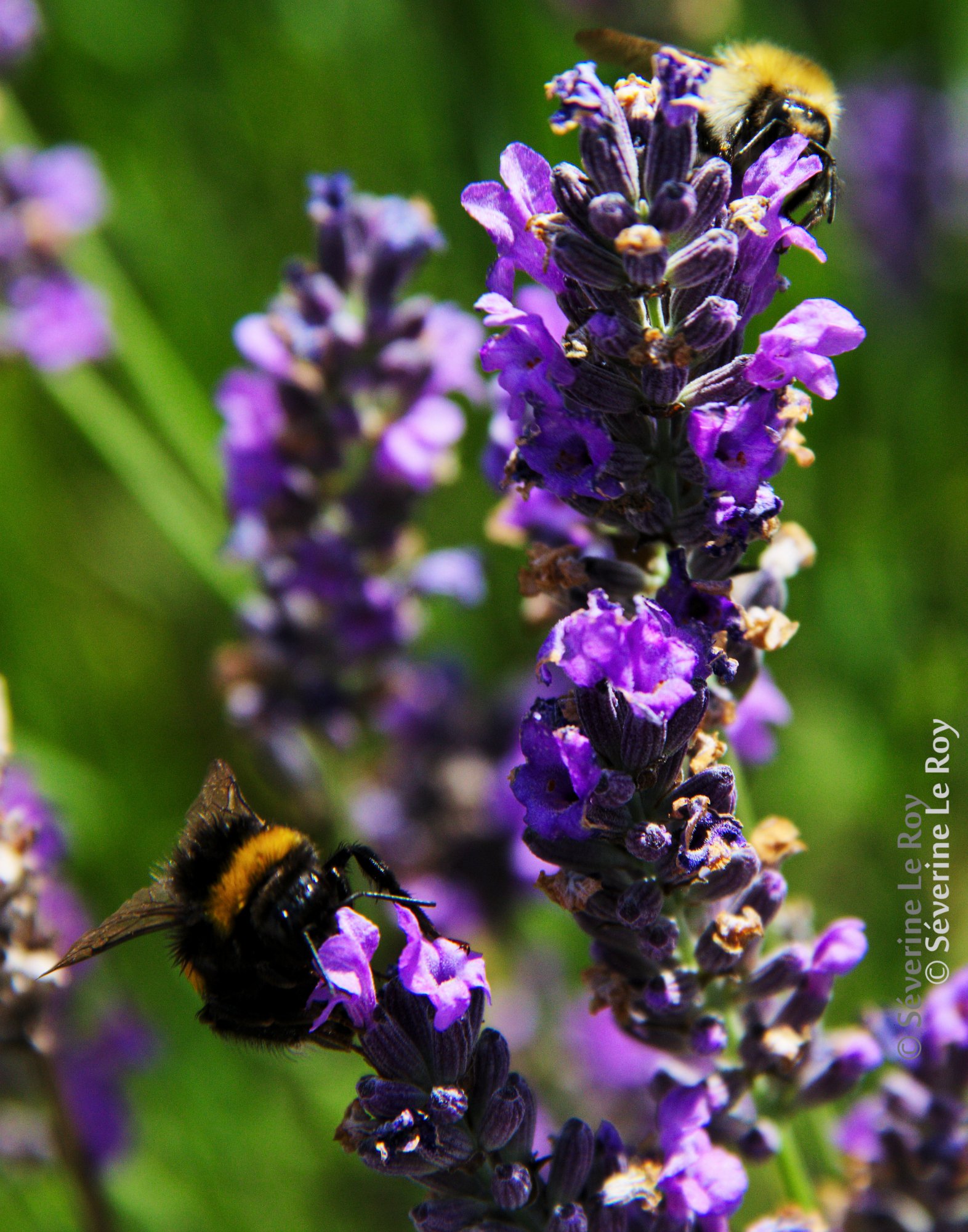 Fonds d'cran Animaux Insectes - Abeilles Gupes ... une serie de bourdon