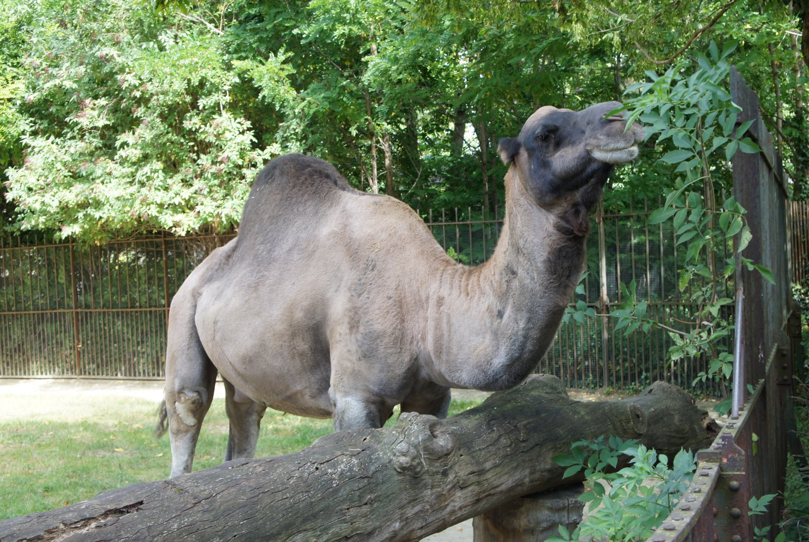 Fonds d'cran Animaux Dromadaires - Chameaux La mnagerie du jardin des plantes de Paris 