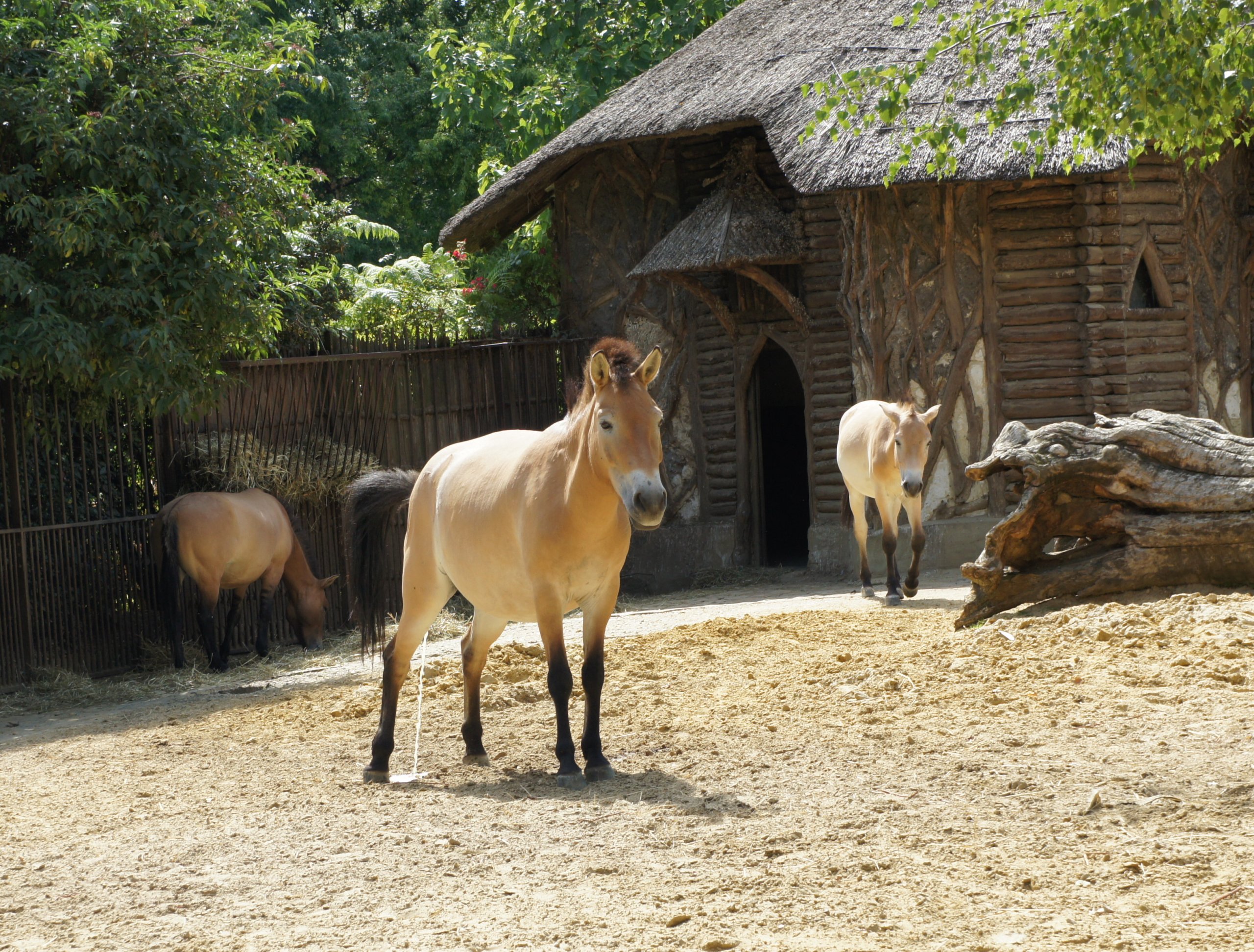 Fonds d'cran Animaux Chevaux Le cheval de Przewalski 