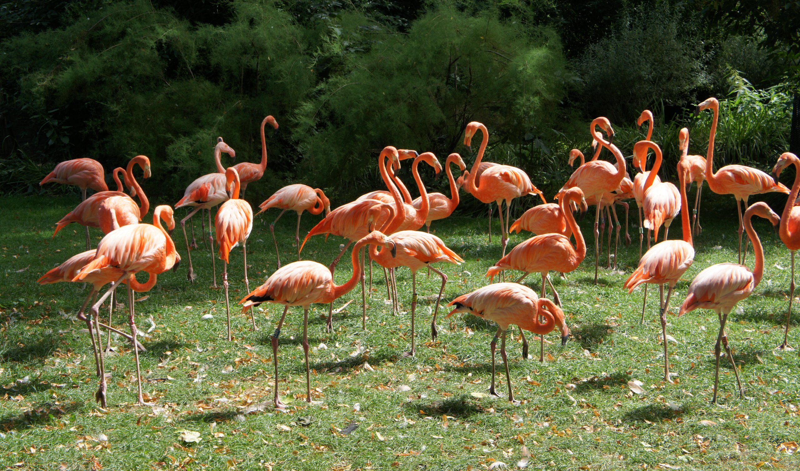 Wallpapers Animals Birds - Flamingos Flamands Roses