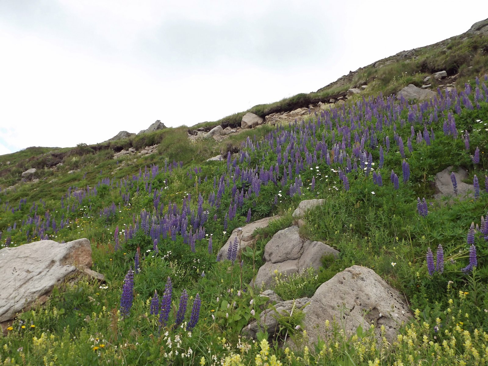 Wallpapers Nature Flowers lupins 