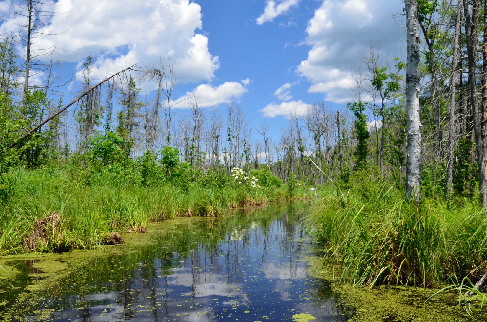 Wallpapers Nature Swamps Outaouais