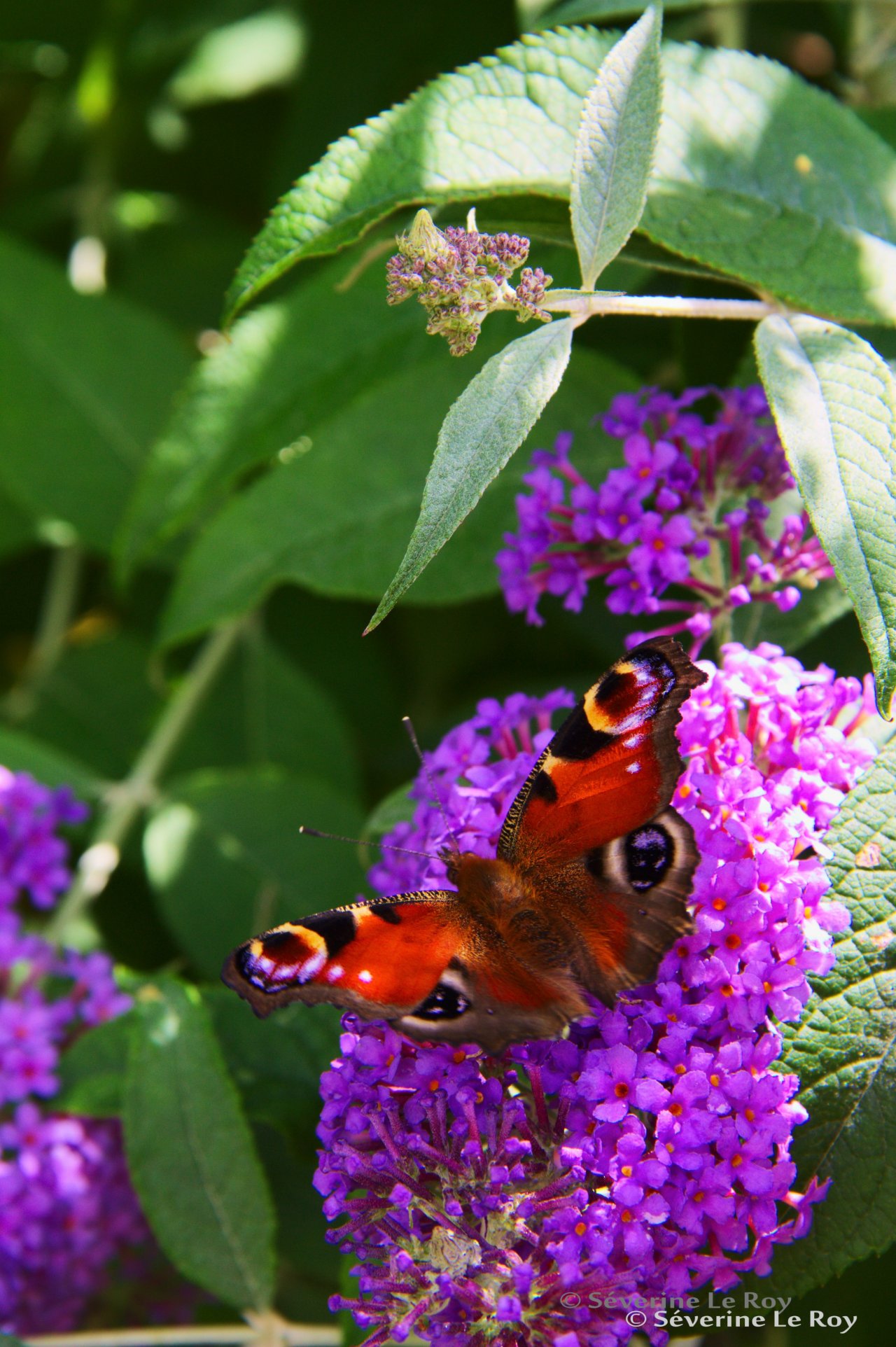 Wallpapers Animals Insects - Butterflies beau papillon