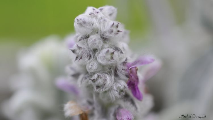 Fonds d'cran Nature Fleurs Fleur