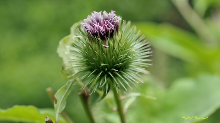 Fonds d'cran Nature Fleurs Fleur de chardon