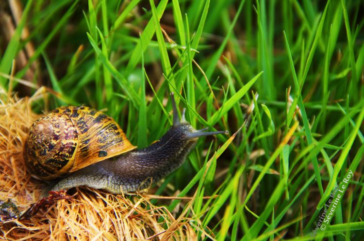 Wallpapers Animals Snails - Slugs escargot