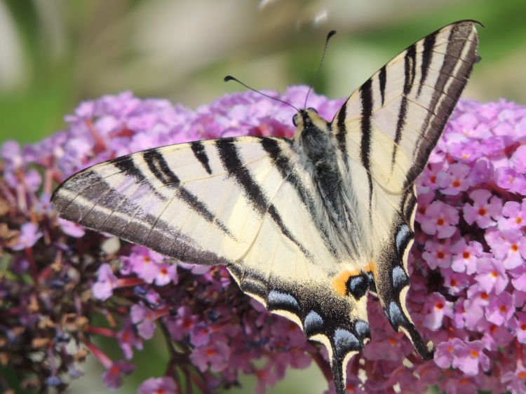 Fonds d'cran Animaux Insectes - Papillons papillon