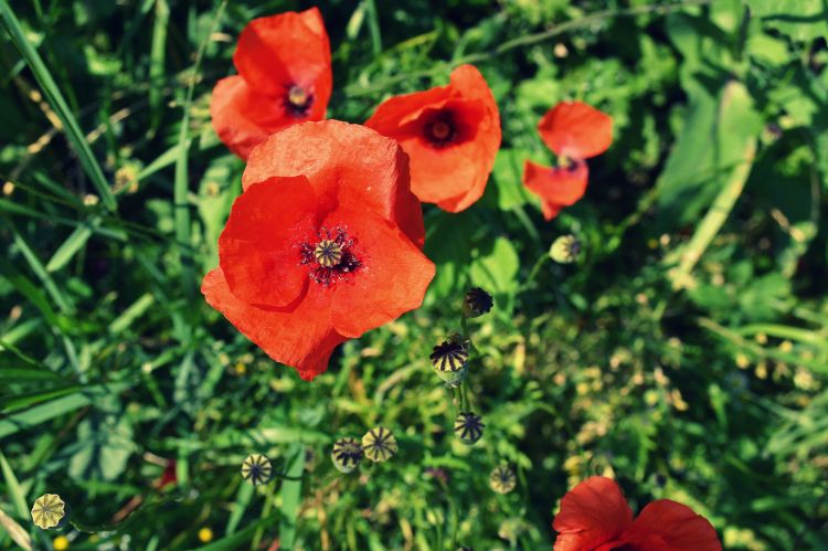 Fonds d'cran Nature Fleurs Coquelicot