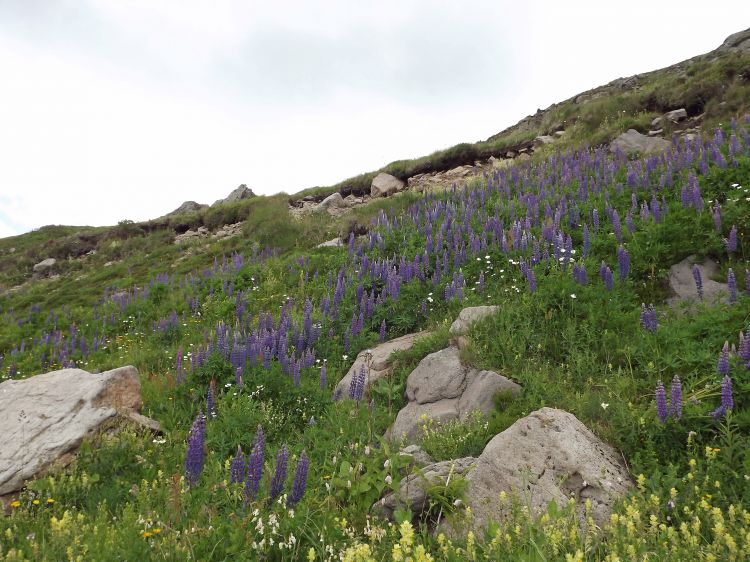 Wallpapers Nature Flowers lupins 