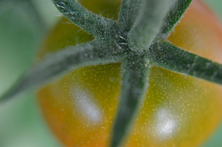 Wallpapers Nature Fruits Macro