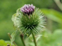  Nature Fleur de chardon