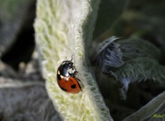  Animaux Une coccinelle