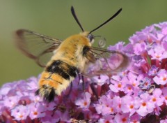  Animals Papillons