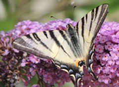  Animals papillon