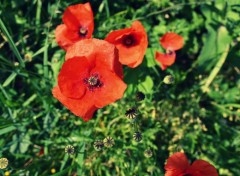  Nature Coquelicot