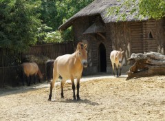  Animaux Le cheval de Przewalski 