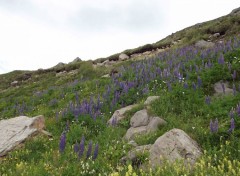  Nature lupins 