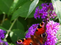  Animals beau papillon