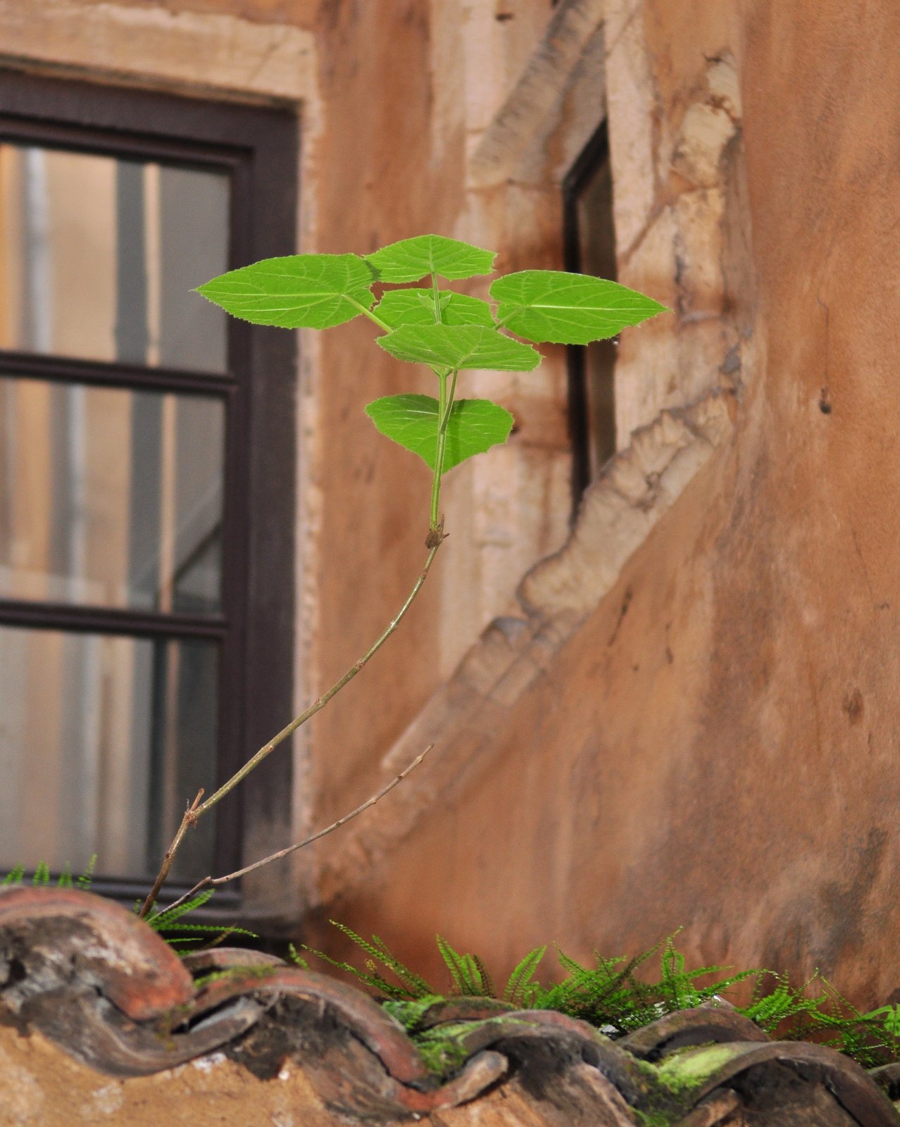 Fonds d'cran Nature Plantes - Arbustes 