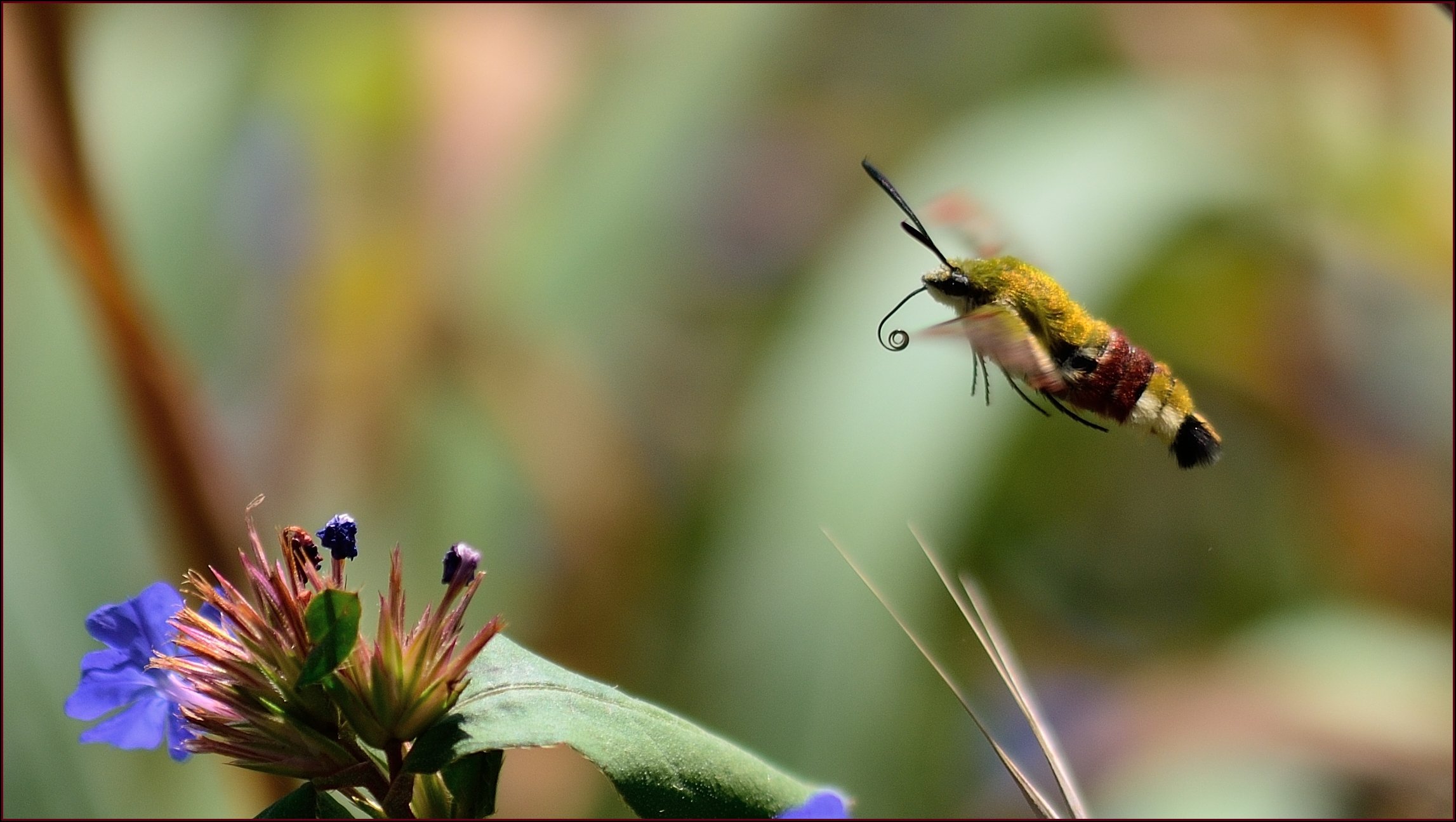 Wallpapers Animals Insects - Butterflies Le vol du sphinx gazé