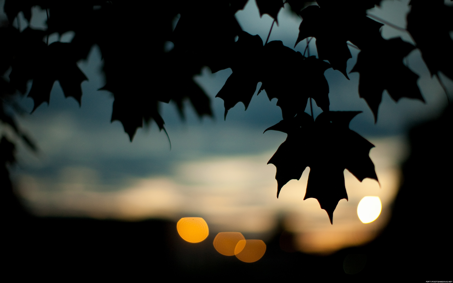 Fonds d'cran Nature Feuilles - Feuillages 