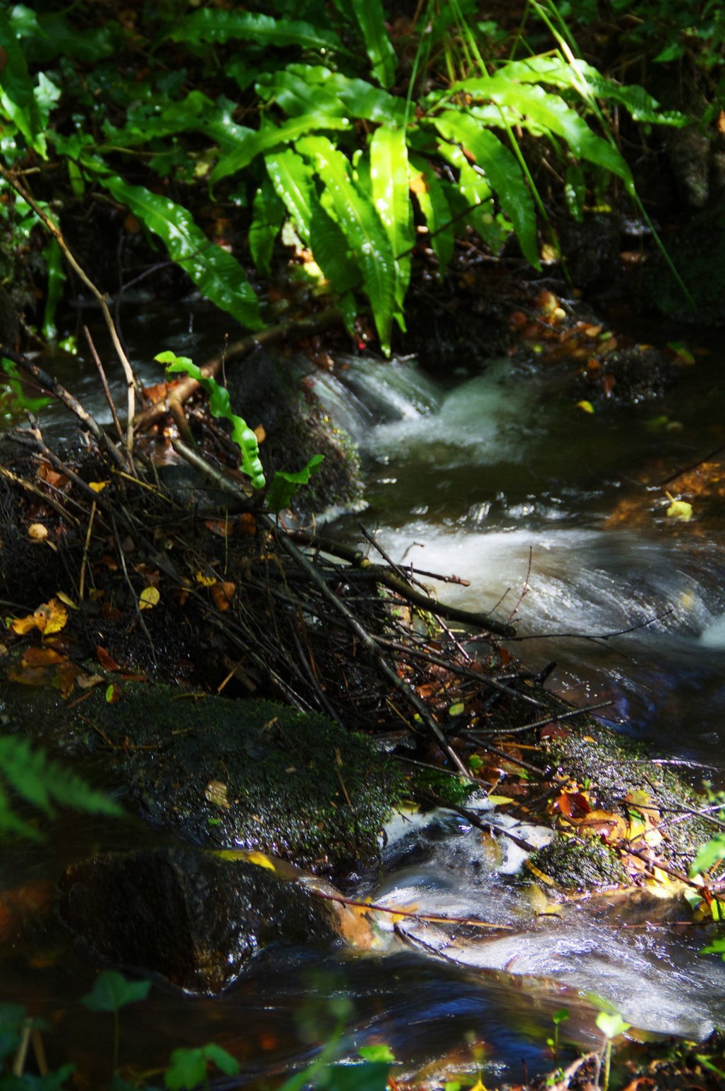 Fonds d'cran Nature Fleuves - Rivires - Torrents des rivieres et des arbres