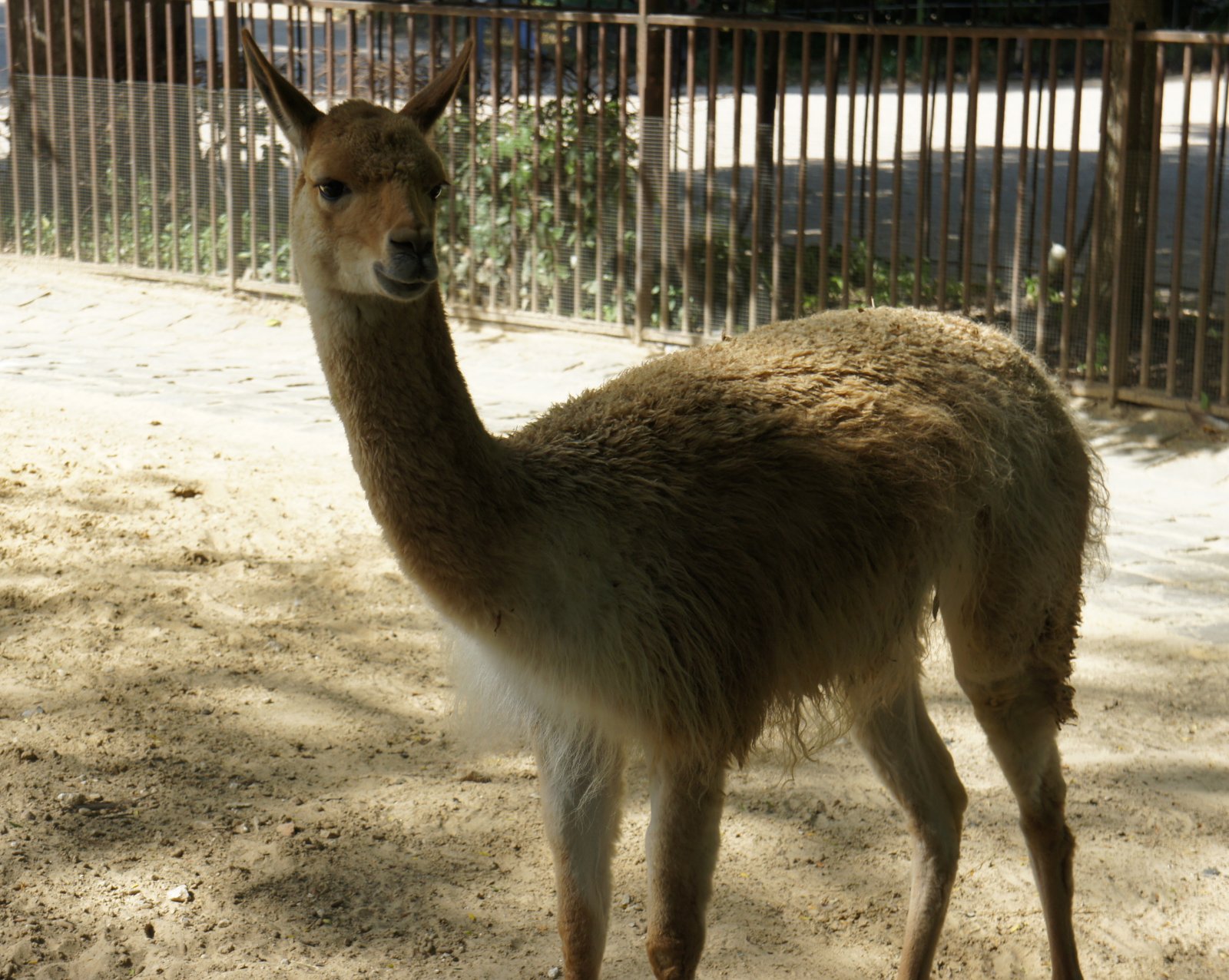 Wallpapers Animals Lamas - Alpagas 