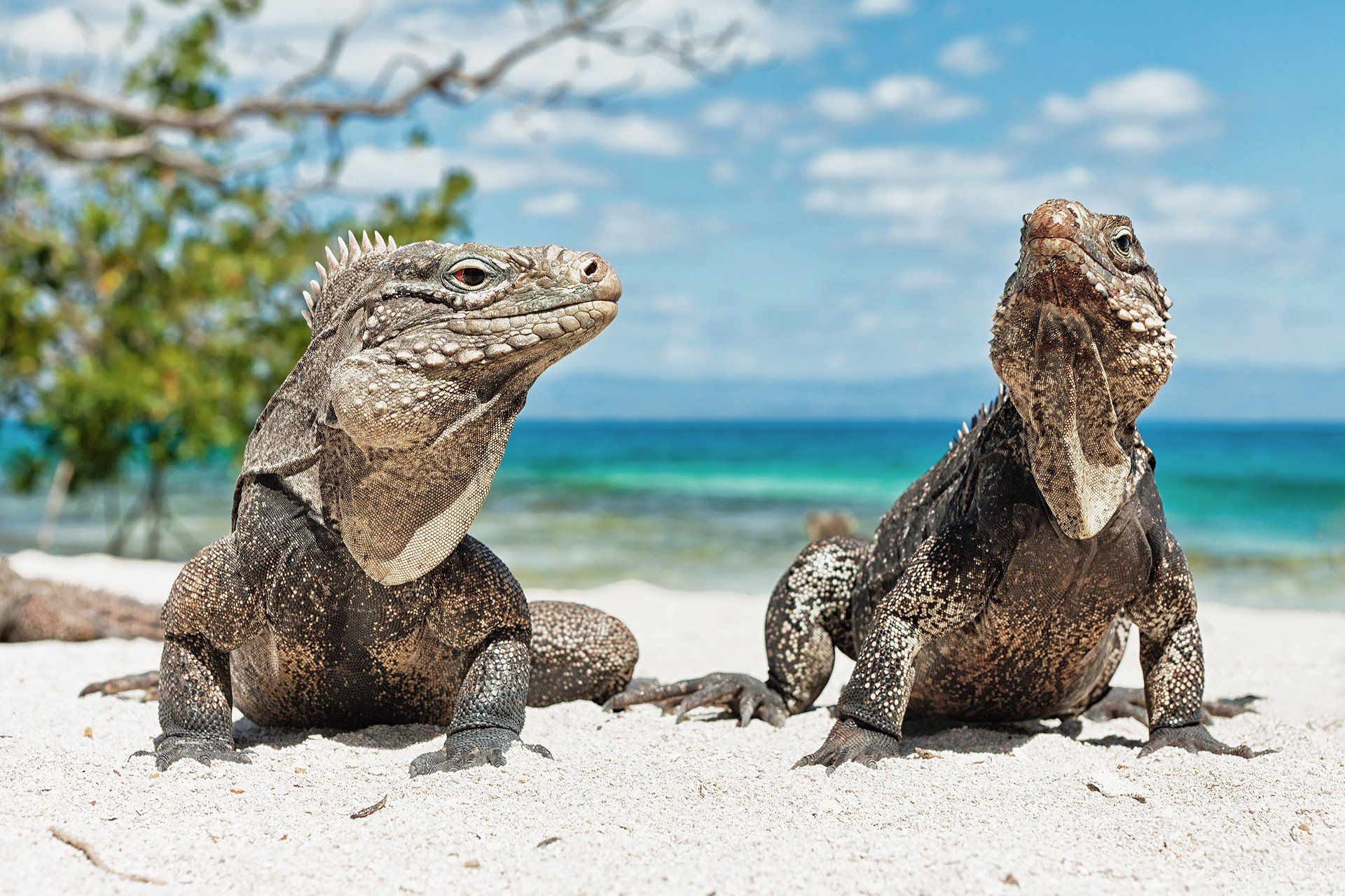 Wallpapers Animals Iguanas 