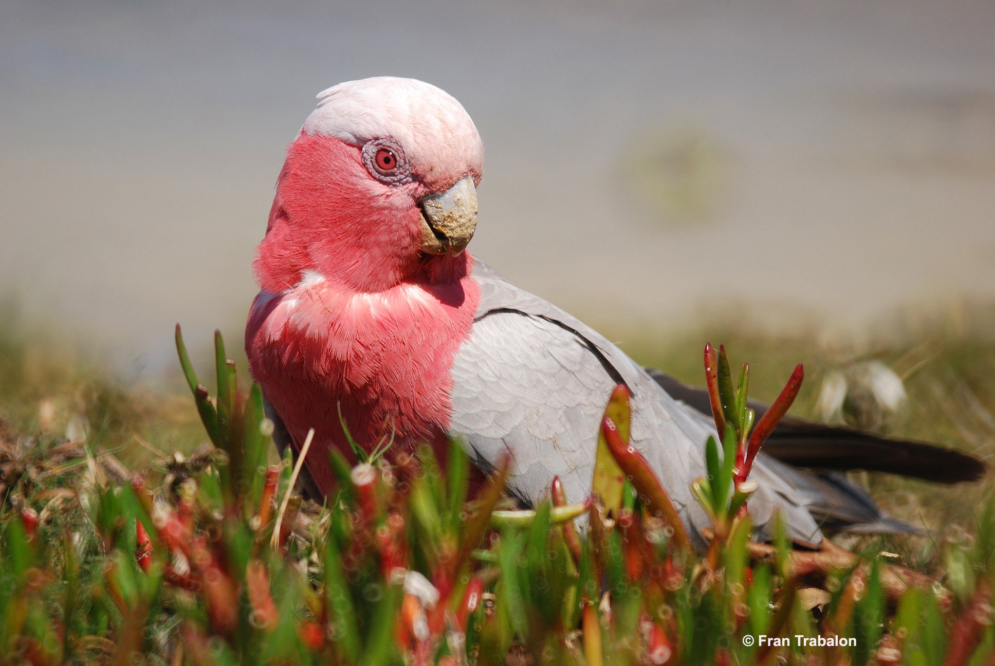 Wallpapers Animals Birds - Misc 