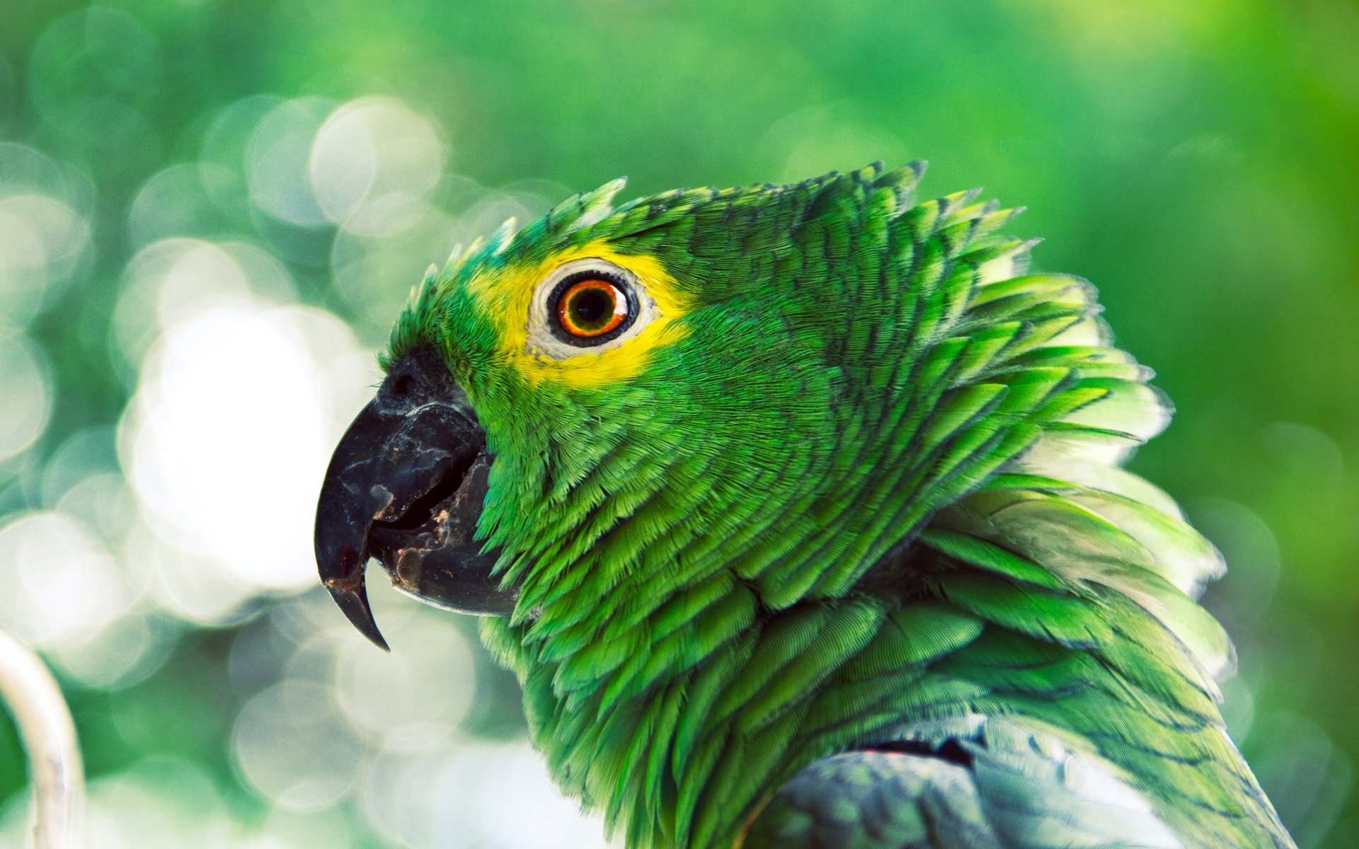 Wallpapers Animals Birds - Parrots 