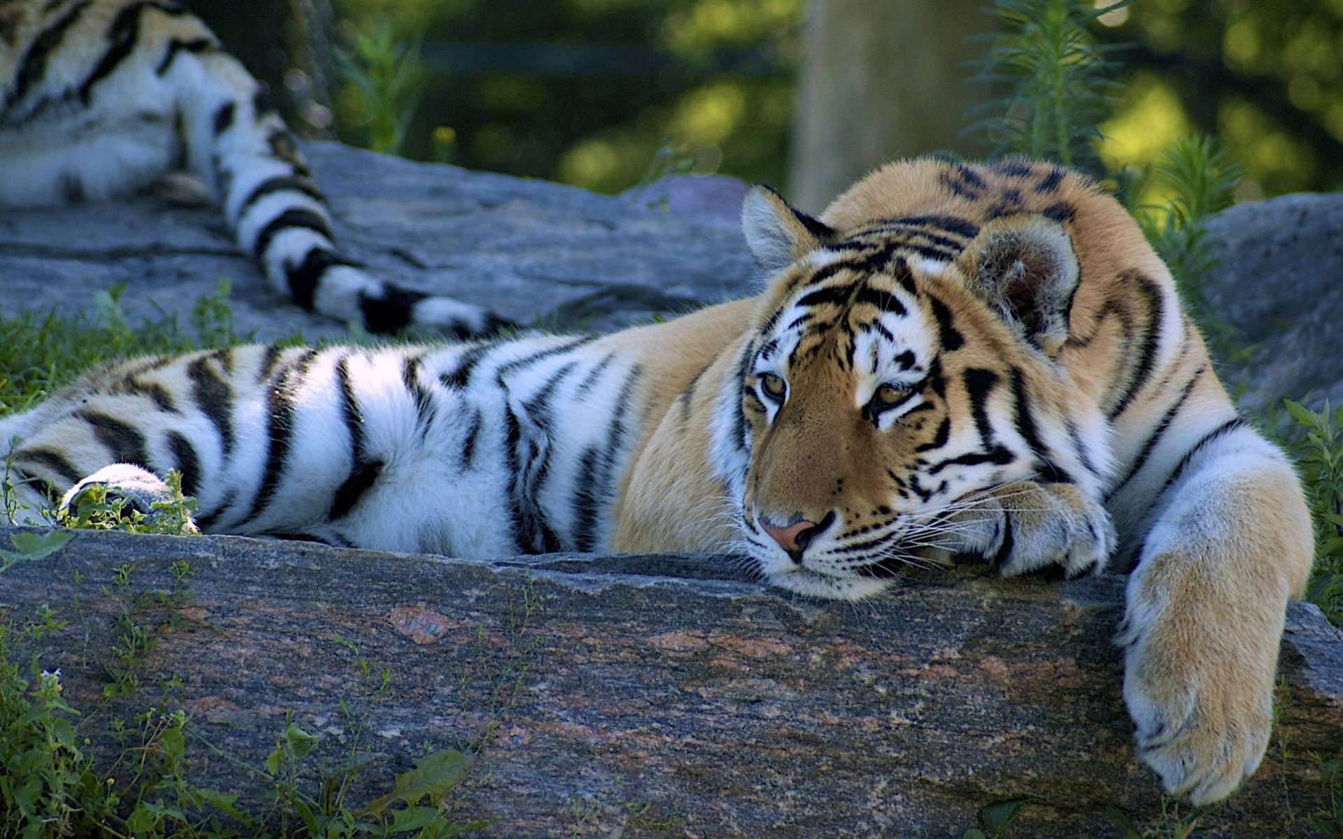 Fonds d'cran Animaux Flins - Tigres 