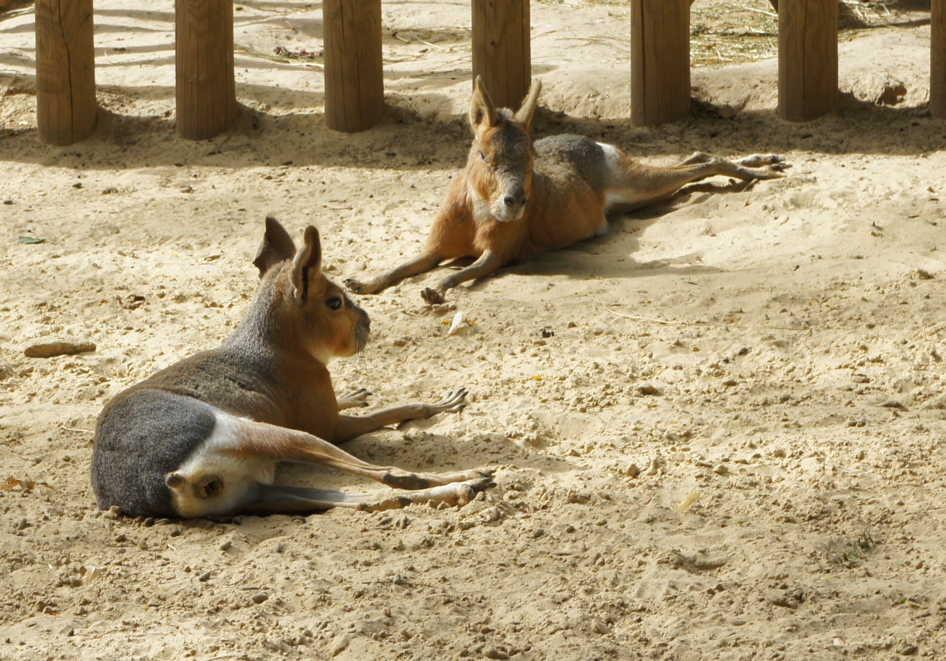 Fonds d'cran Animaux Divers 