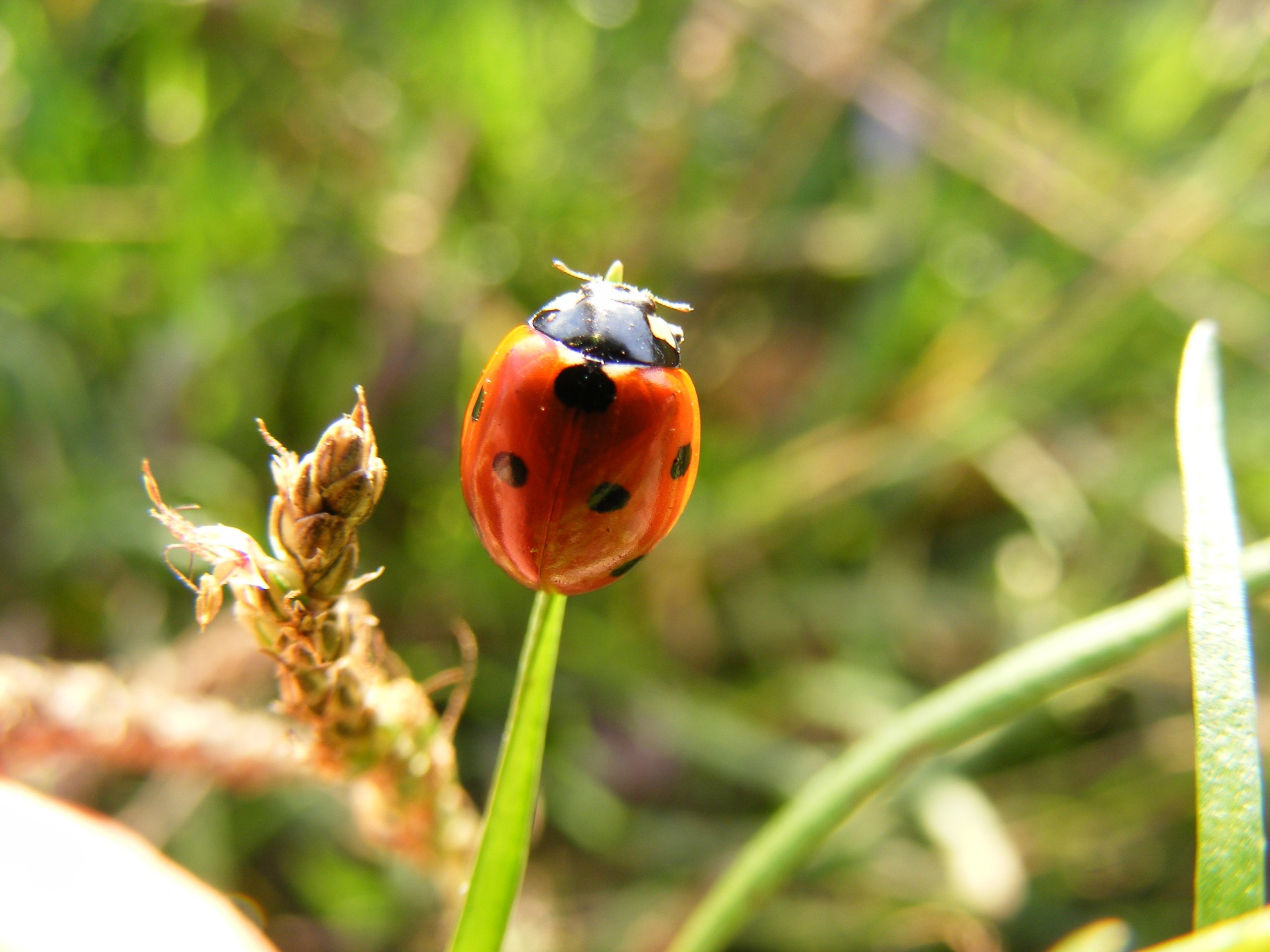 Fonds d'cran Animaux Insectes - Coccinelles La bte  bon dieu