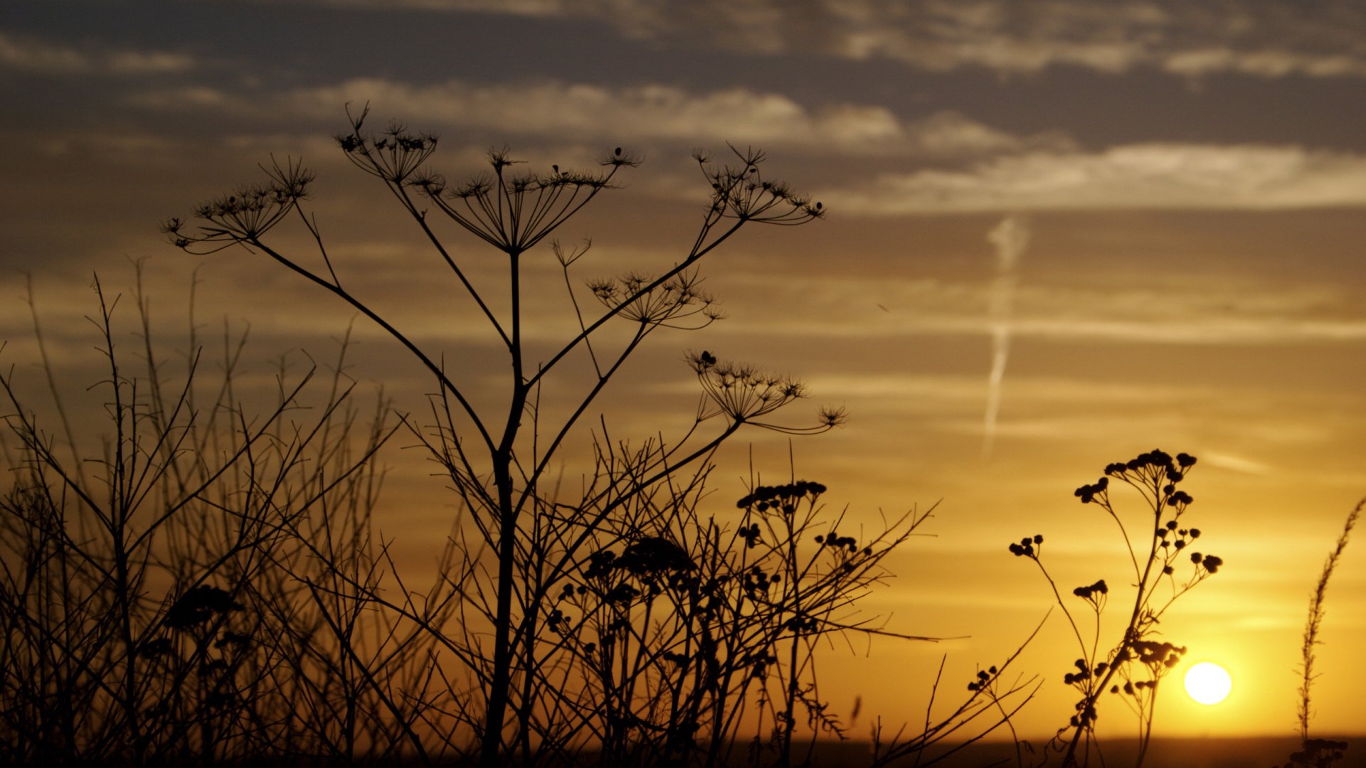 Wallpapers Nature Herbs 