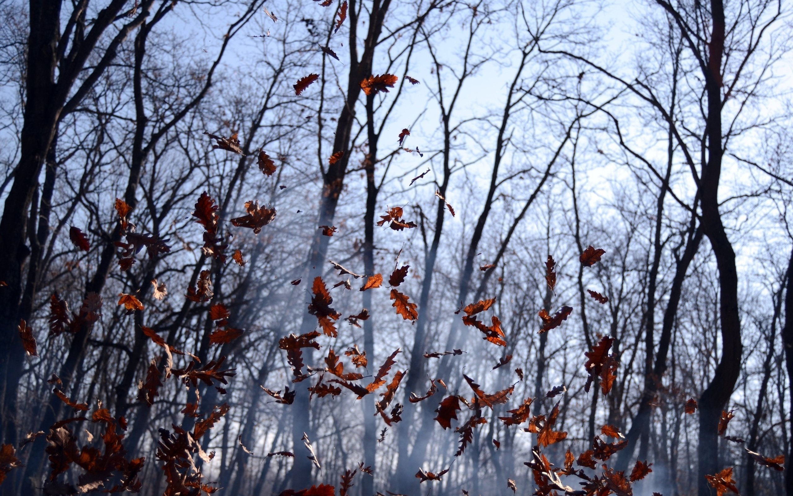 Fonds d'cran Nature Feuilles - Feuillages 