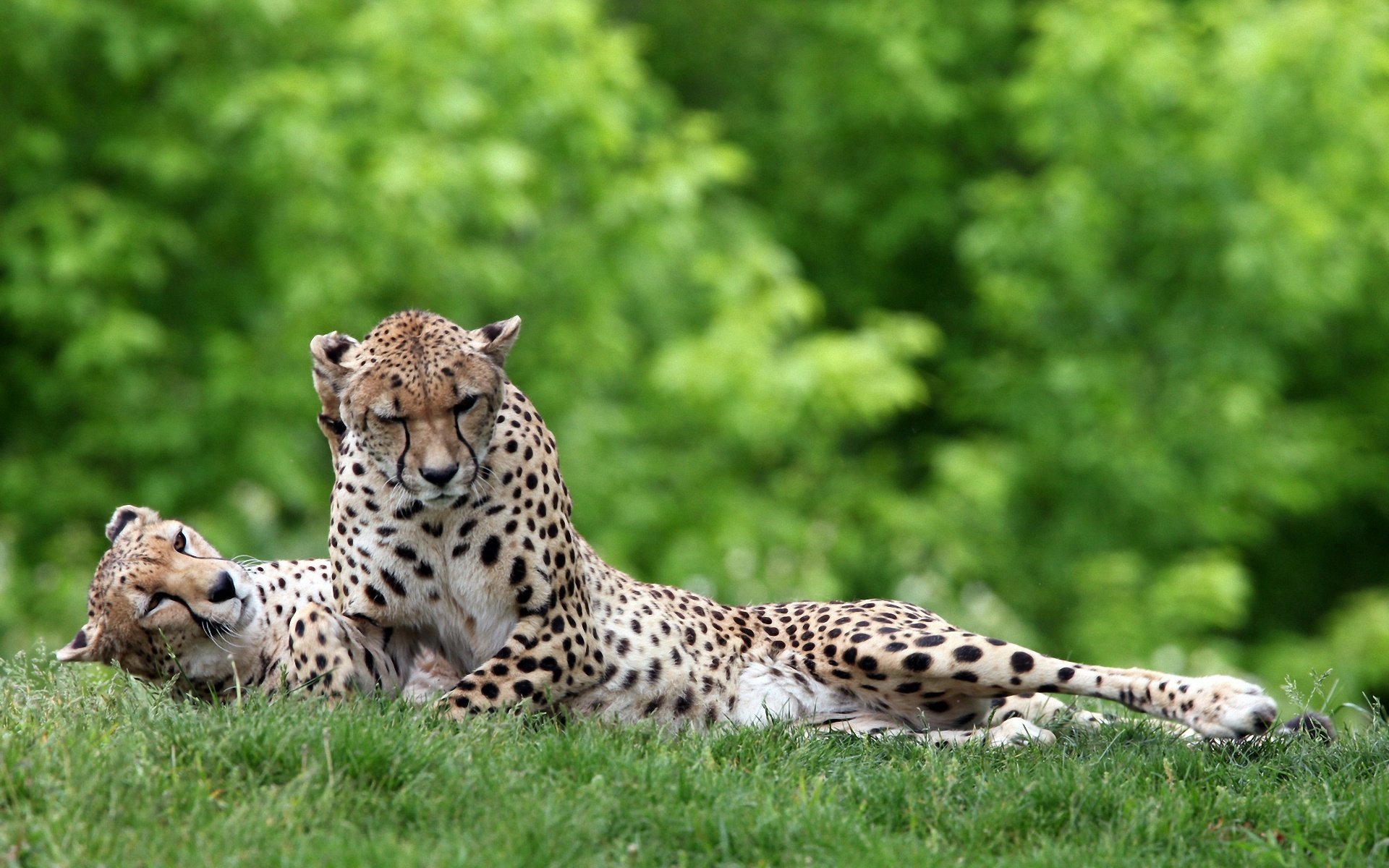 Wallpapers Animals Felines - Cheetahs 