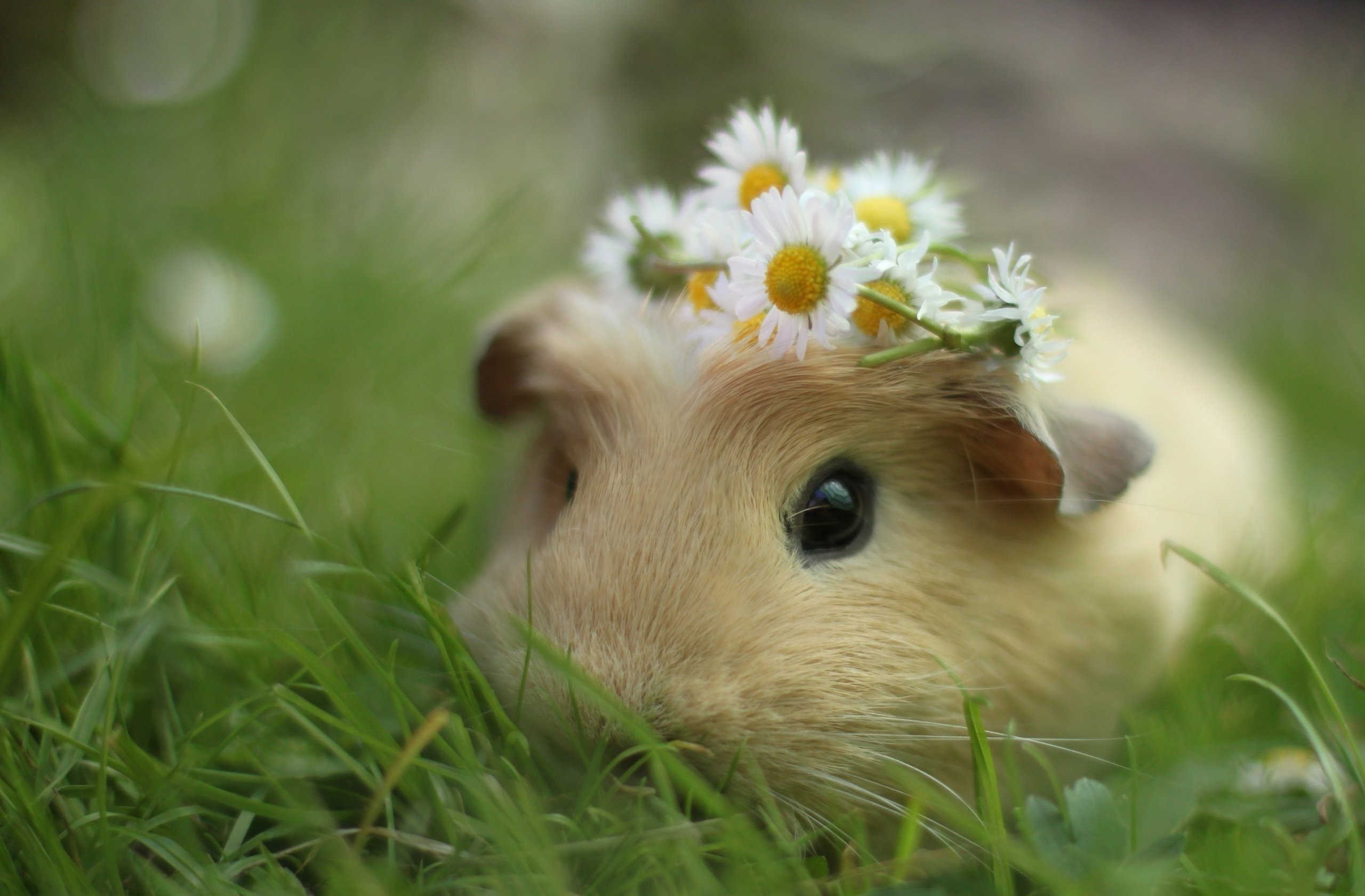 Wallpapers Animals Rodents - Guinea pigs 