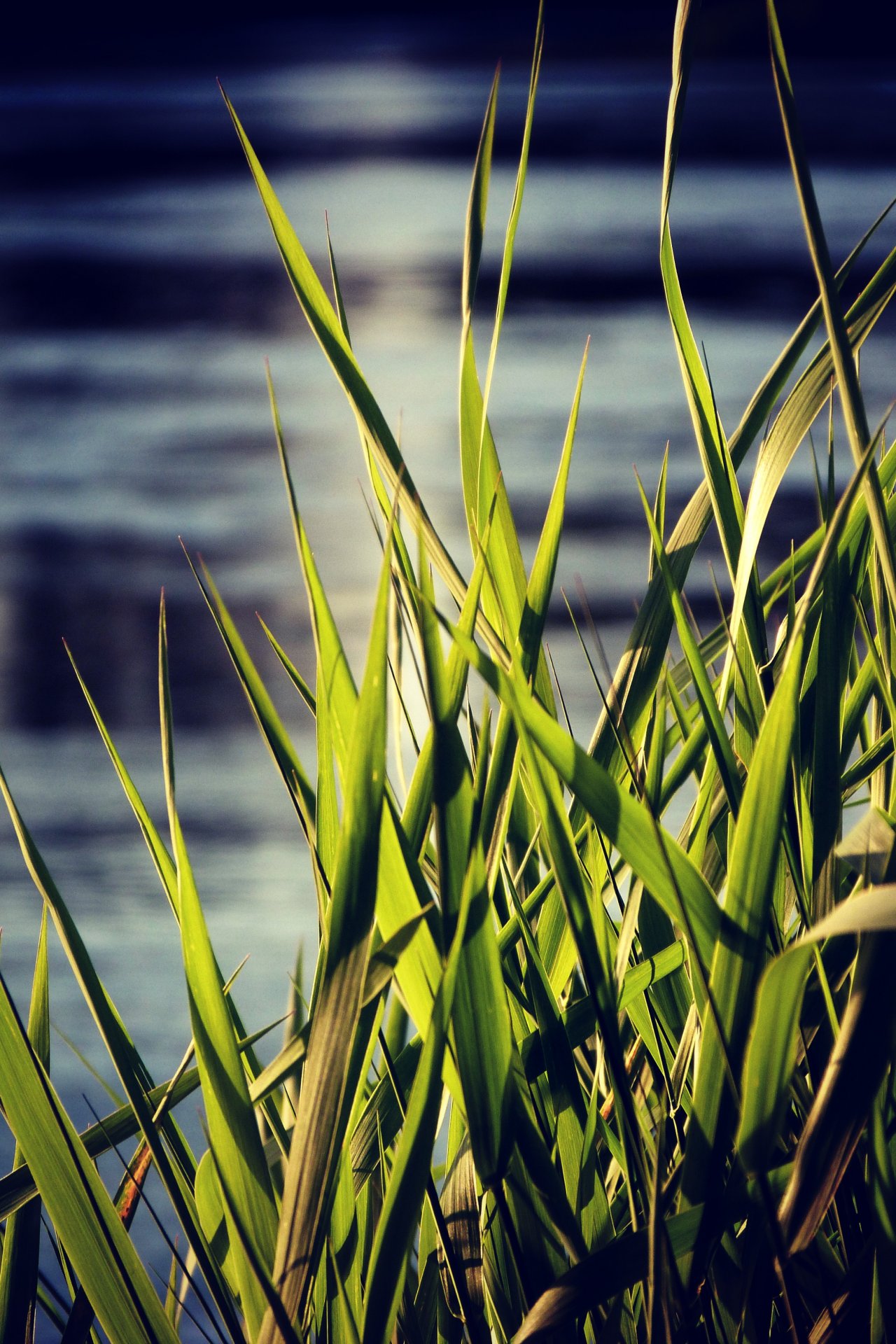 Fonds d'cran Nature Herbes Je trouve que l'effet donne bien. 