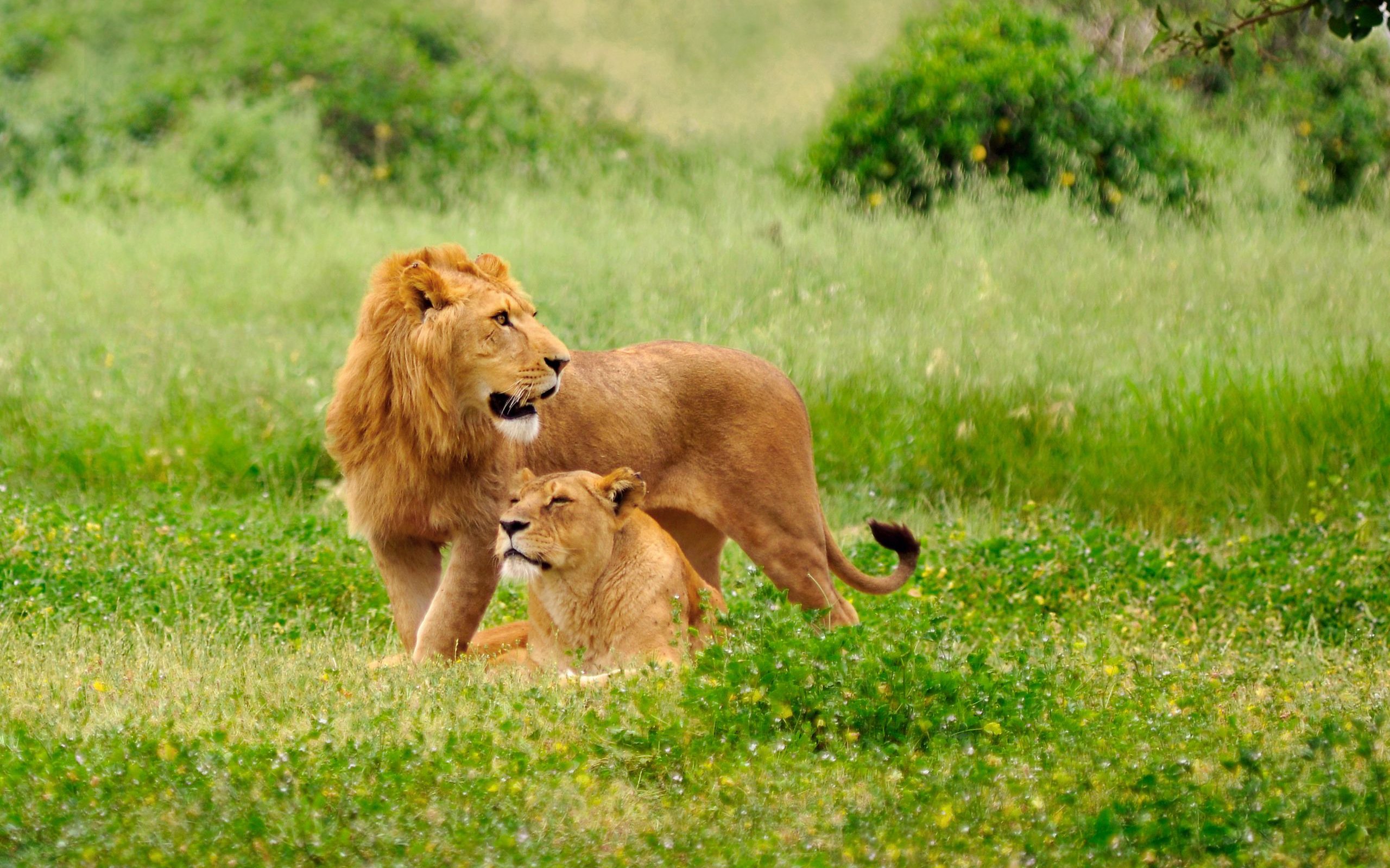 Wallpapers Animals Felines - Lions 