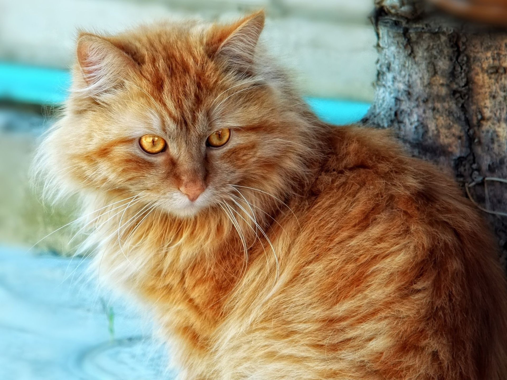 Wallpapers Animals Cats - Kittens 