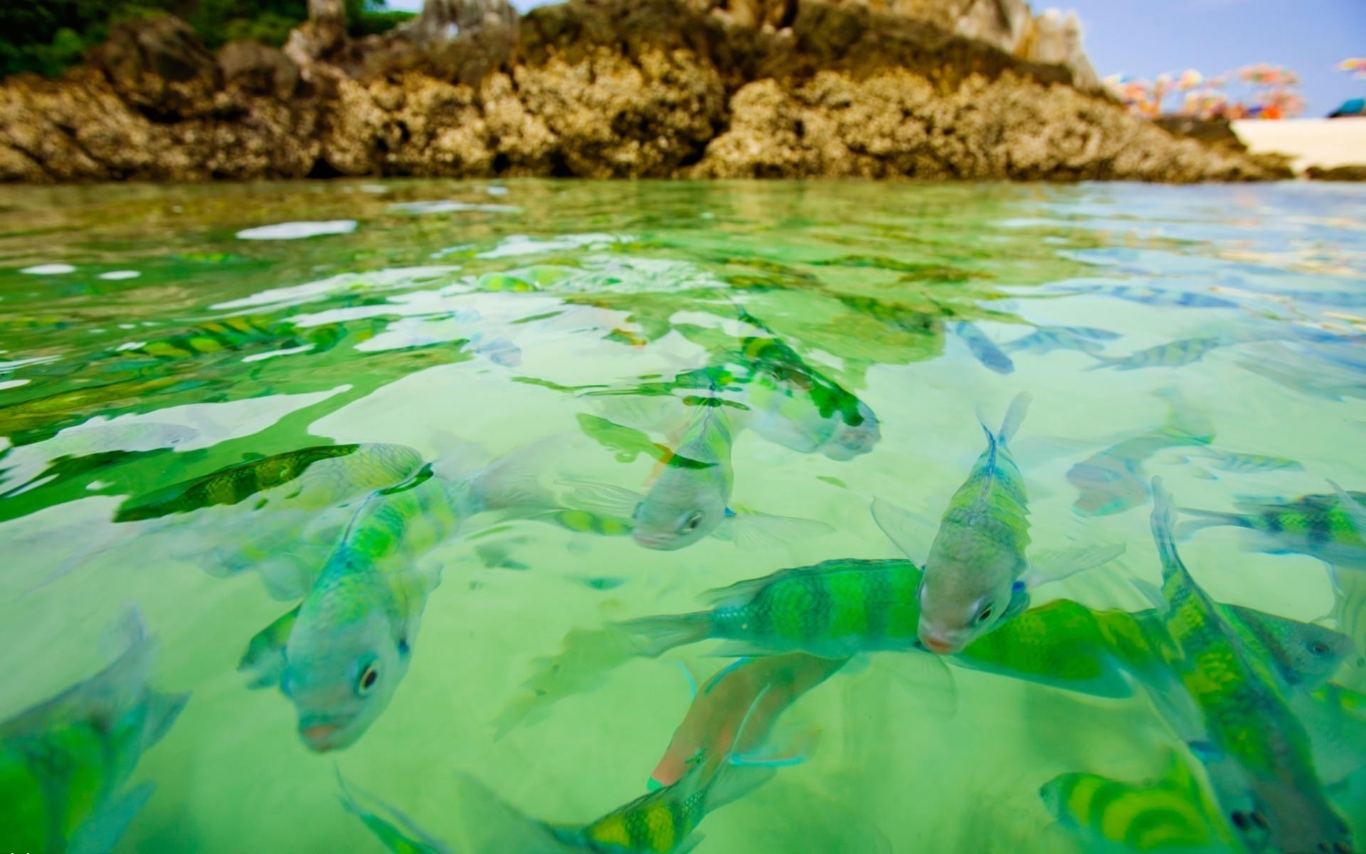 Fonds d'cran Animaux Poissons d'eau douce 