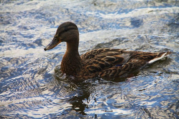 Fonds d'cran Animaux Oiseaux - Canards promenade sur le lac