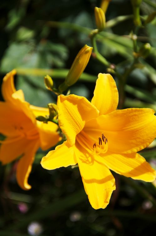 Fonds d'cran Nature Fleurs fleur