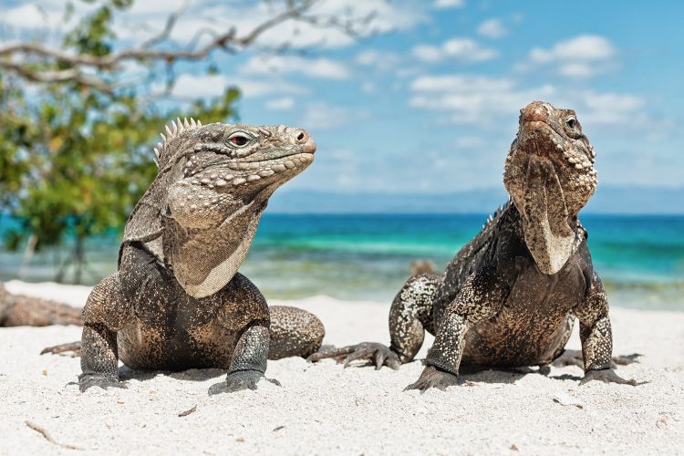 Wallpapers Animals Iguanas Wallpaper N309753