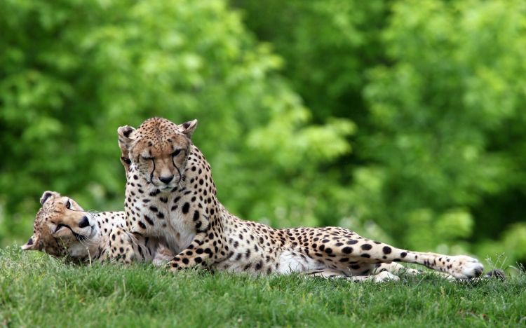 Wallpapers Animals Felines - Cheetahs Wallpaper N310472