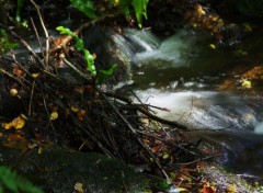  Nature des rivieres et des arbres