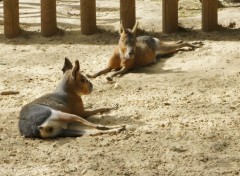  Animaux Image sans titre N309609